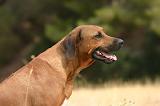 RODESIAN RIDGEBACK 265